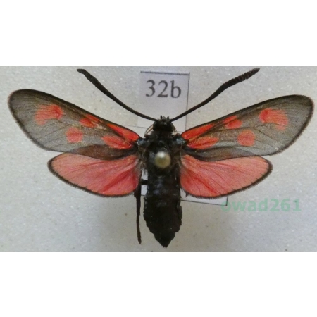 Zygaena loti achilleae Esper, 1780 Kraśnik rogalik Slovakia32b